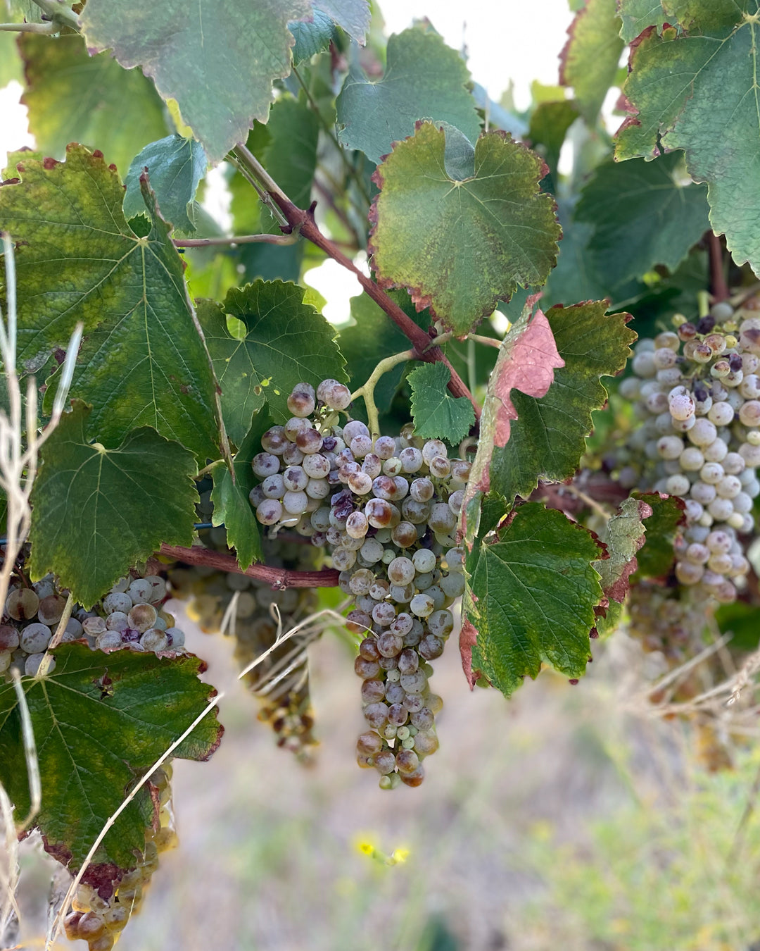 PERFECTLY IMPERFECT - INTRODUCING FALANGHINA