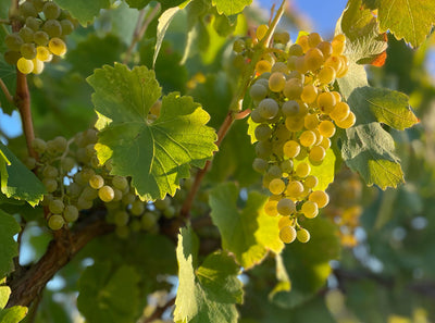 Fiano Festa