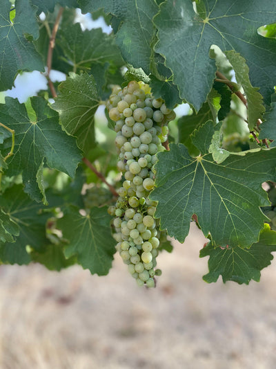 2025 CHENIN BLANC