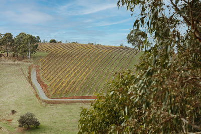 2021 Adelaide Hills Syrah ~  the vineyard, the artist & the story.