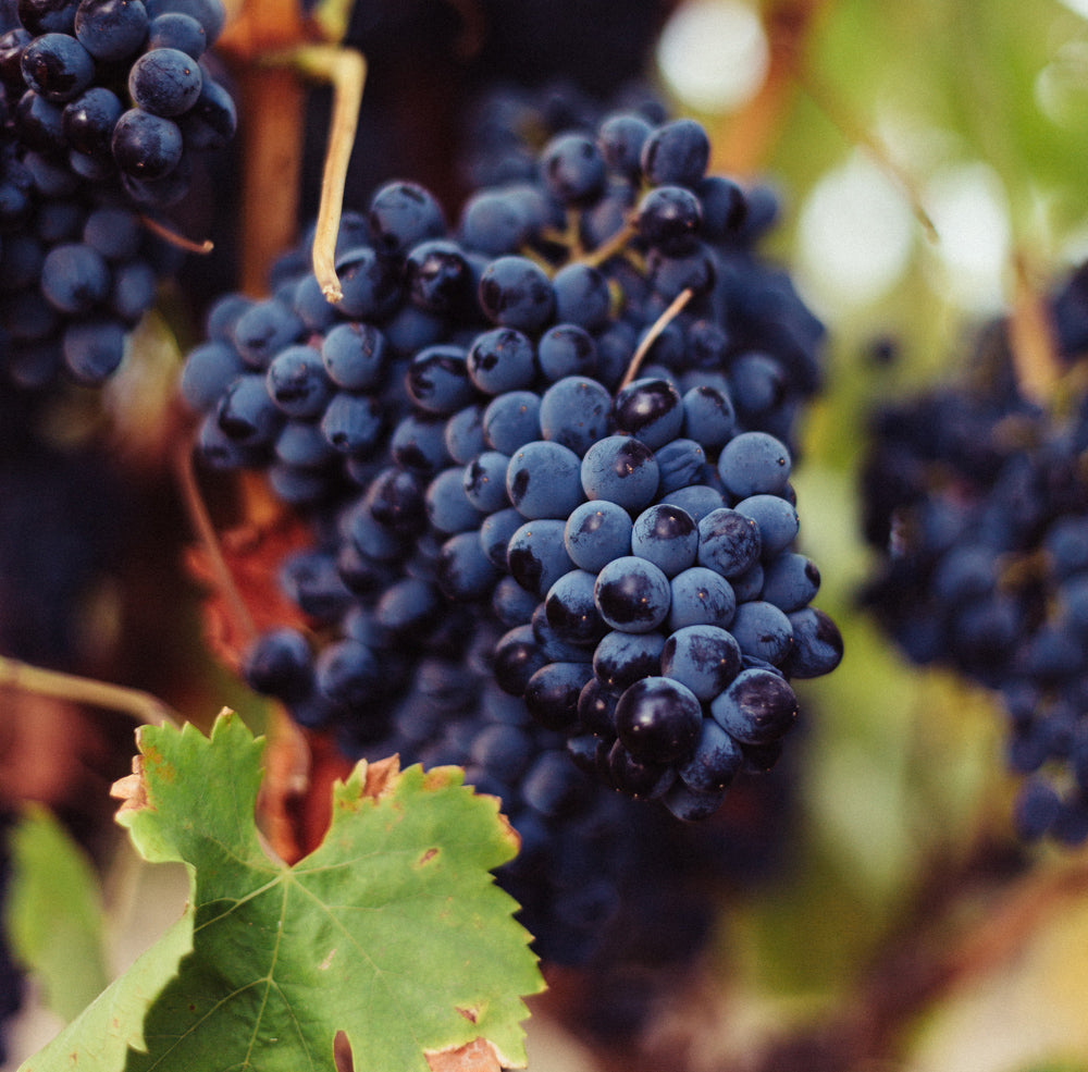 Let's celebrate Grenache.