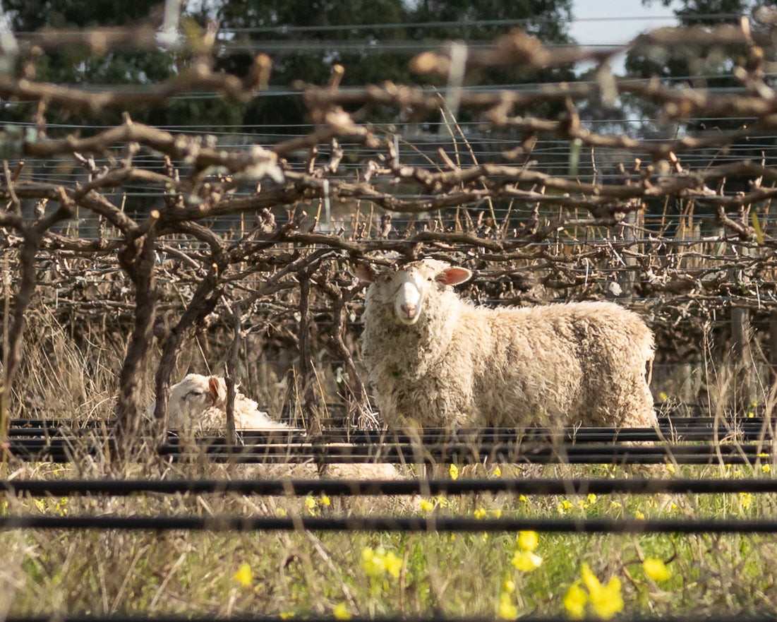 Vineyard Update