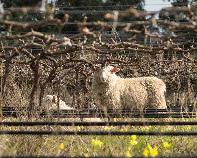 Vineyard Update