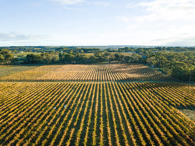 AUTUMN IN THE VINEYARD